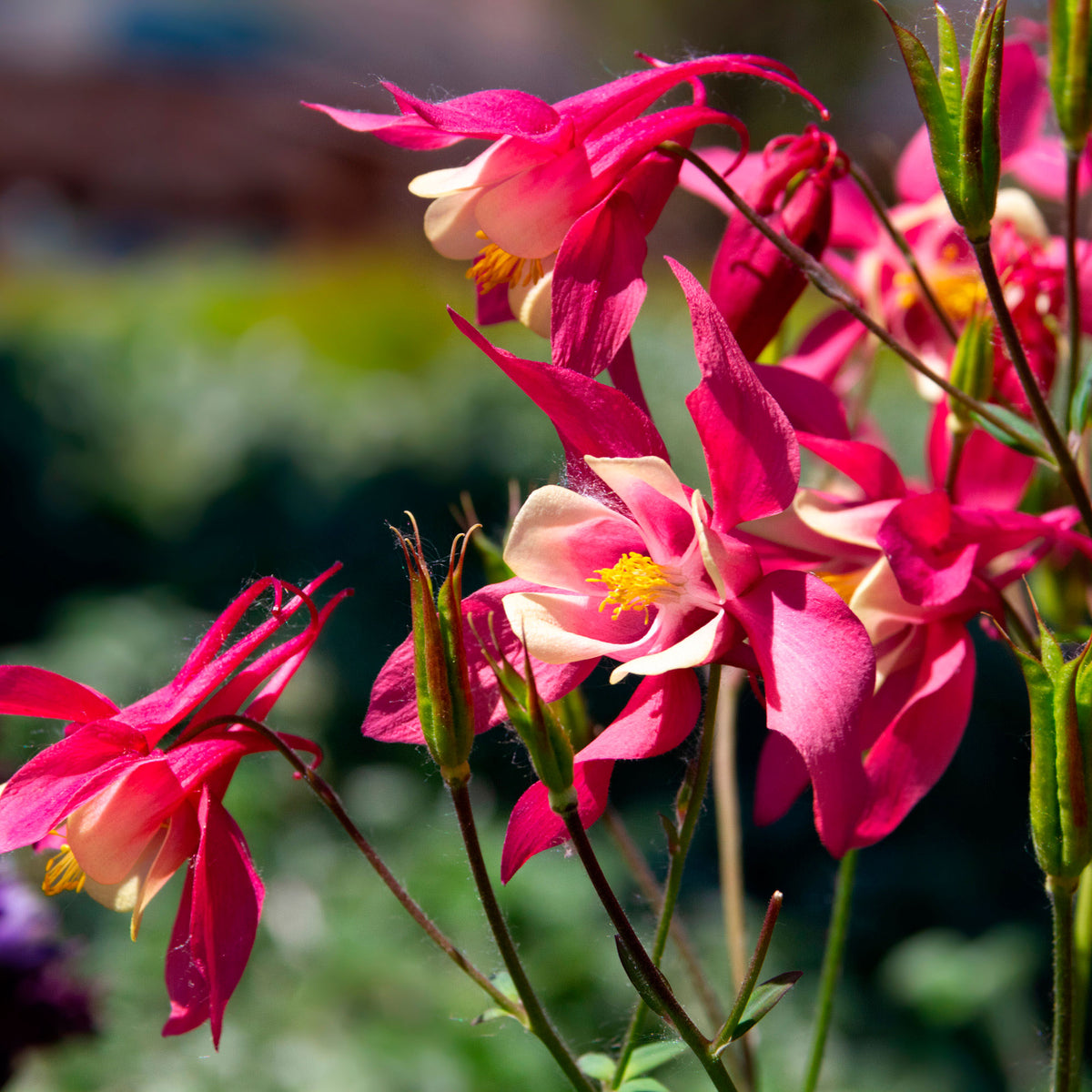 6x Sedum Aquilegia 'Winky' red-white - Hardy plant