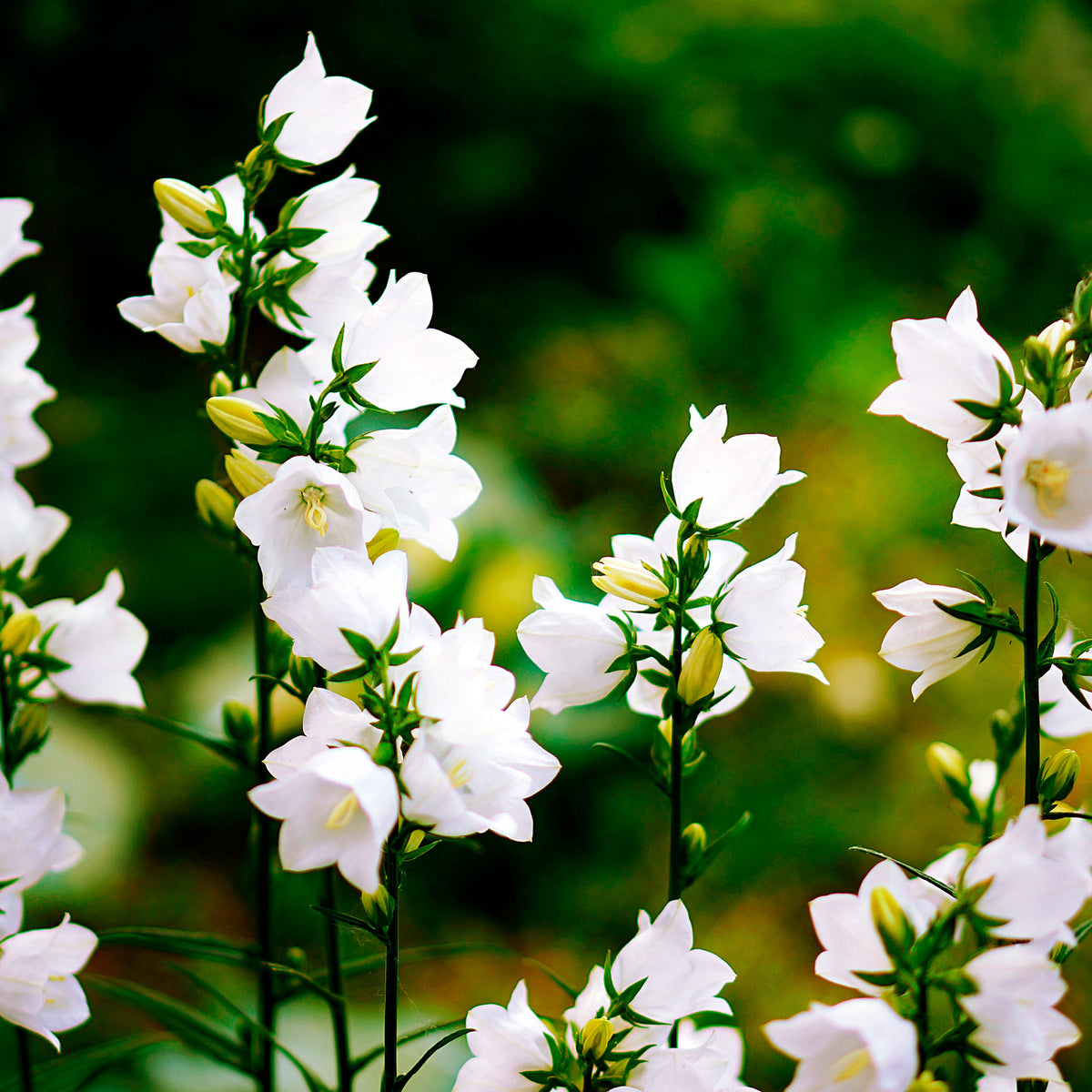 6x Campanula 'Alba' White - Hardy plant