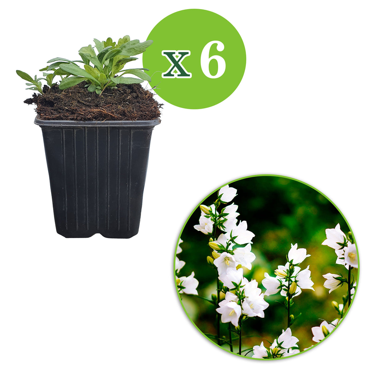 6x Campanula 'Alba' White - Hardy plant