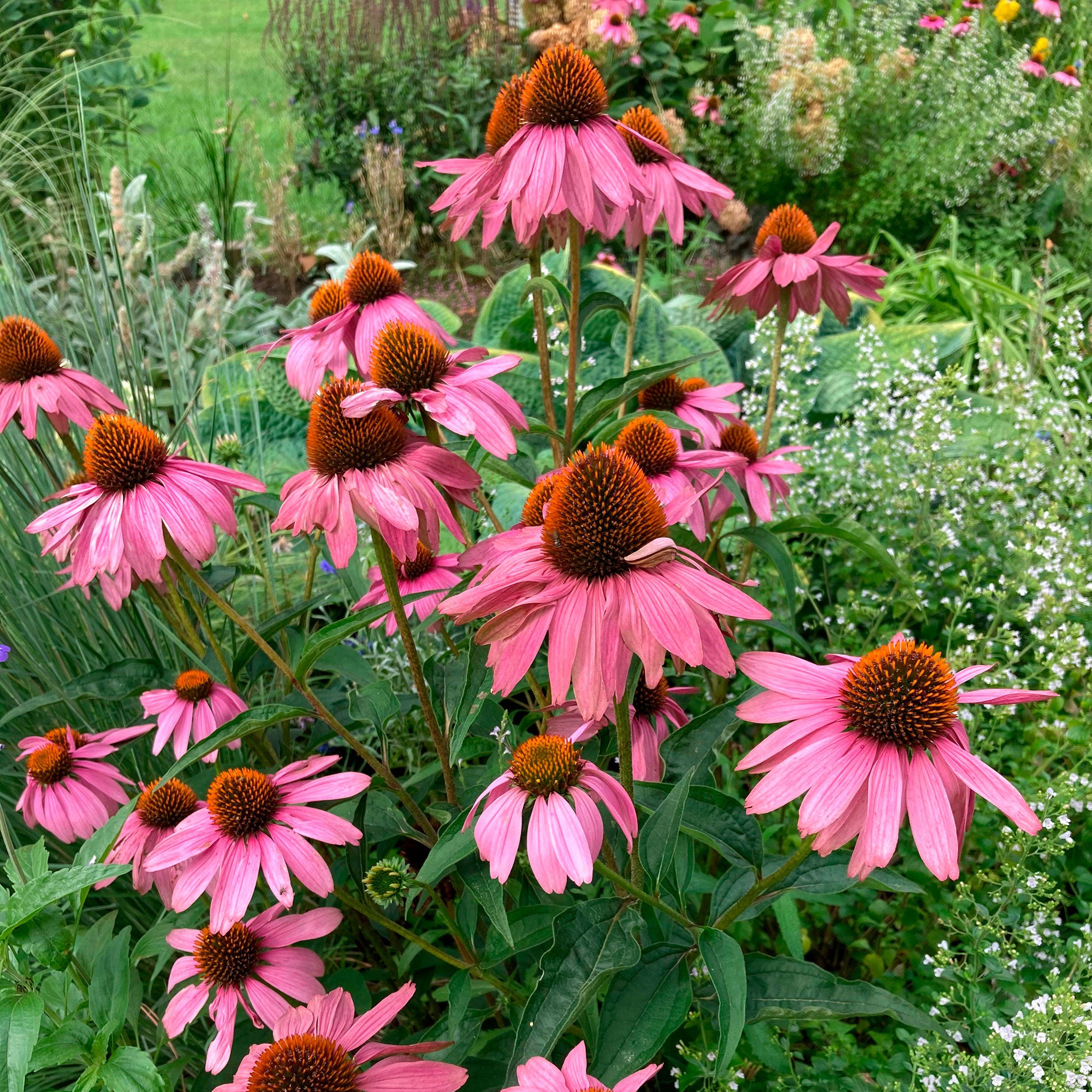 Echinacea magnus discount