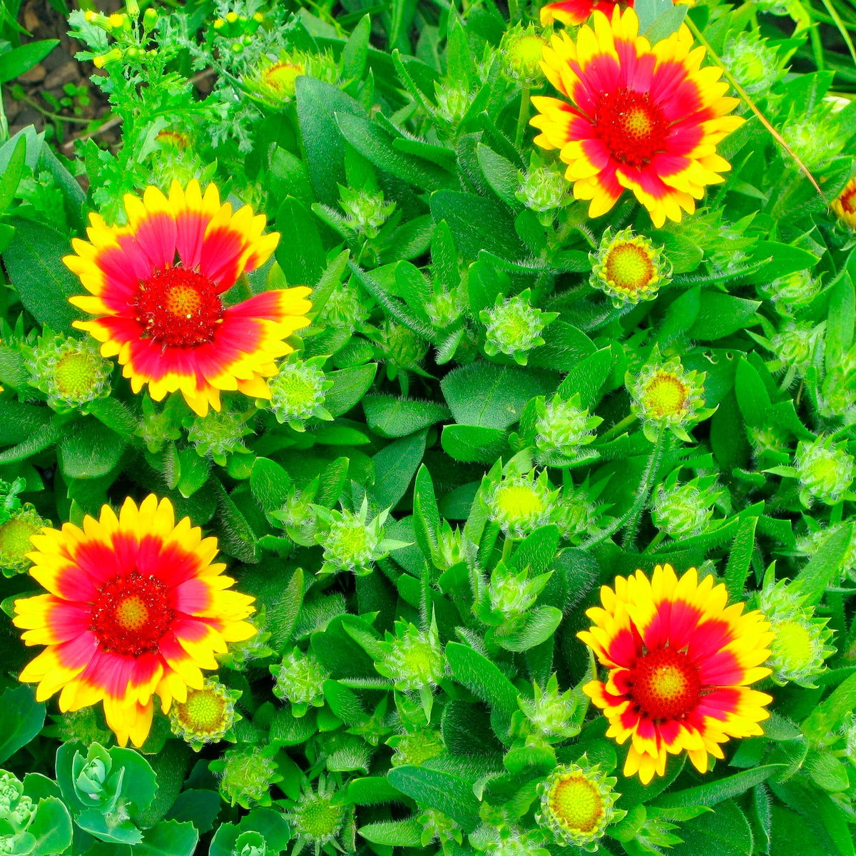 6x Gaillardia 'Kobold' orange-yellow Kobold - Hardy plant