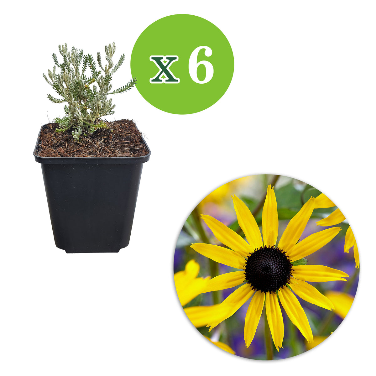 Coneflower Rudbeckia 'Goldsturm' Yellow - Hardy plant