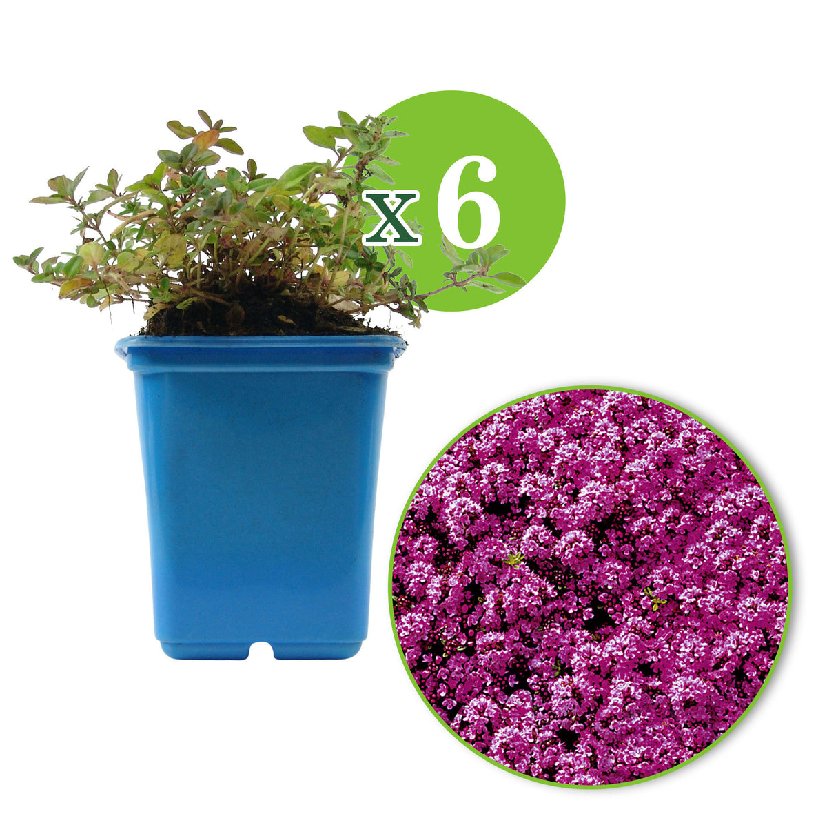 Thymus serpyllum pink - Hardy plant