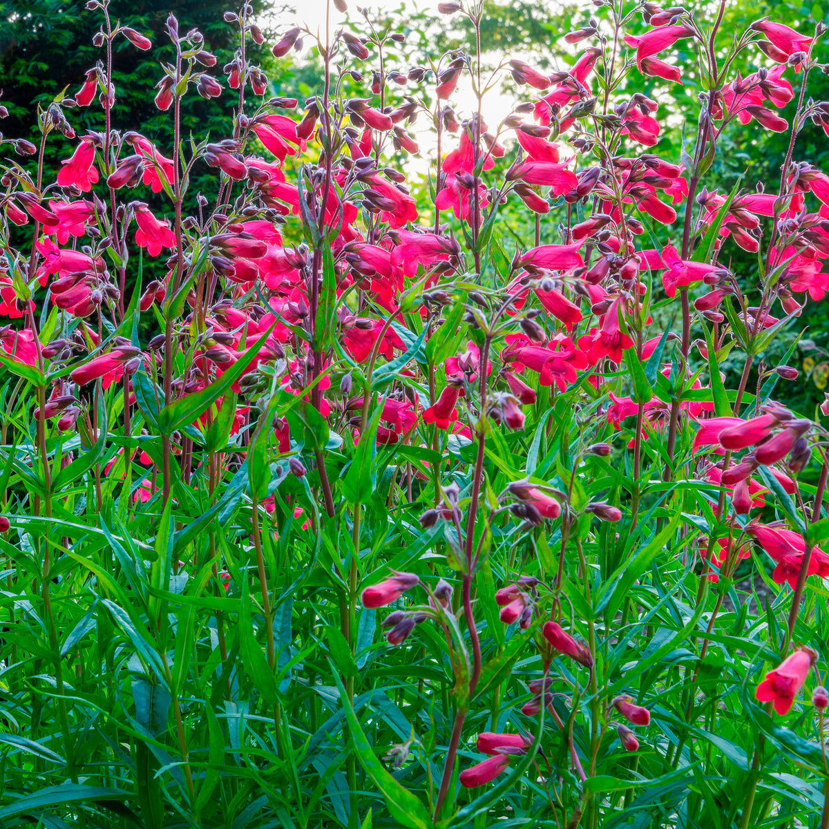 6x Common columbine Penstemon hartwegii red - Hardy plant