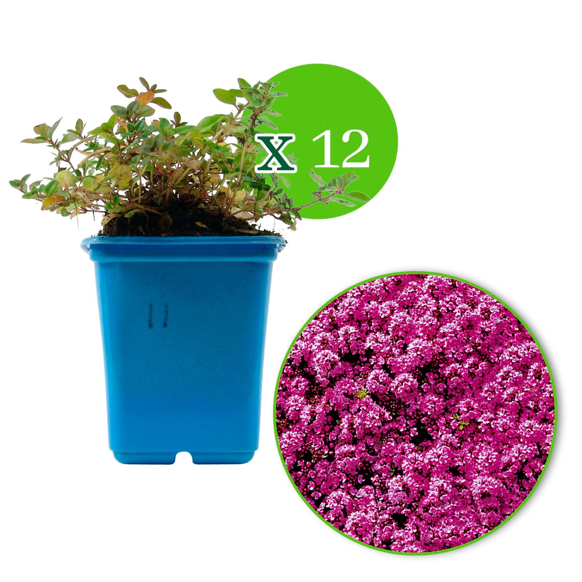 Thymus serpyllum pink - Hardy plant
