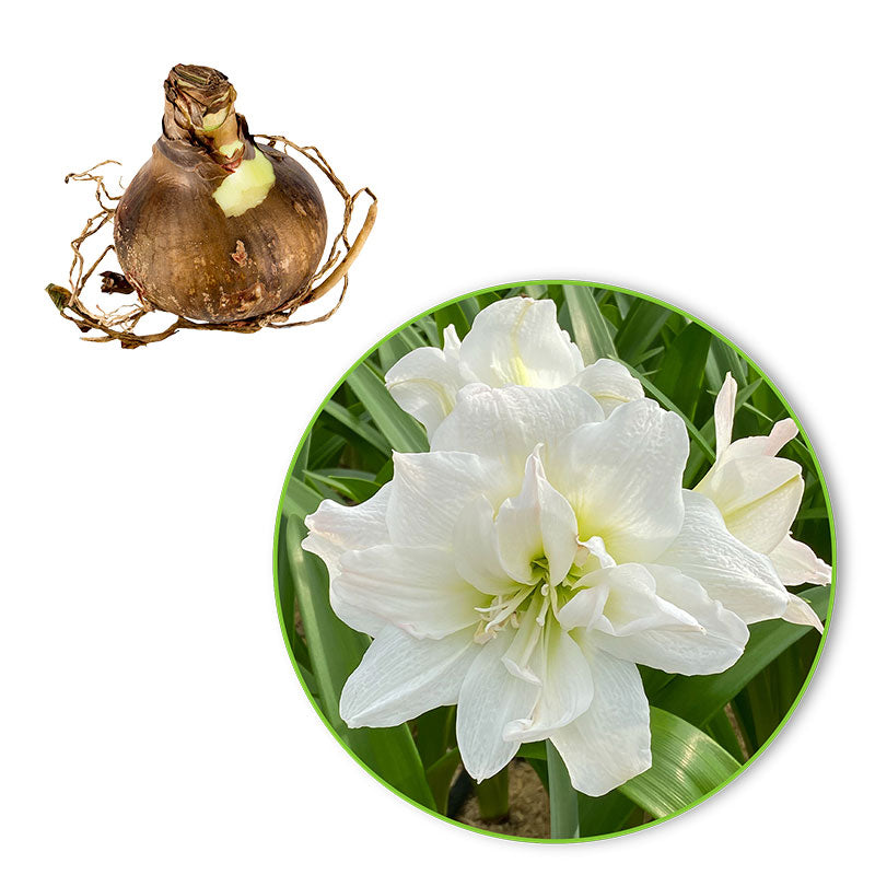 Buy Amaryllis Hippeastrum 'Arctic Nymph' double-flowered white Flower bulb  from | Bakker.com