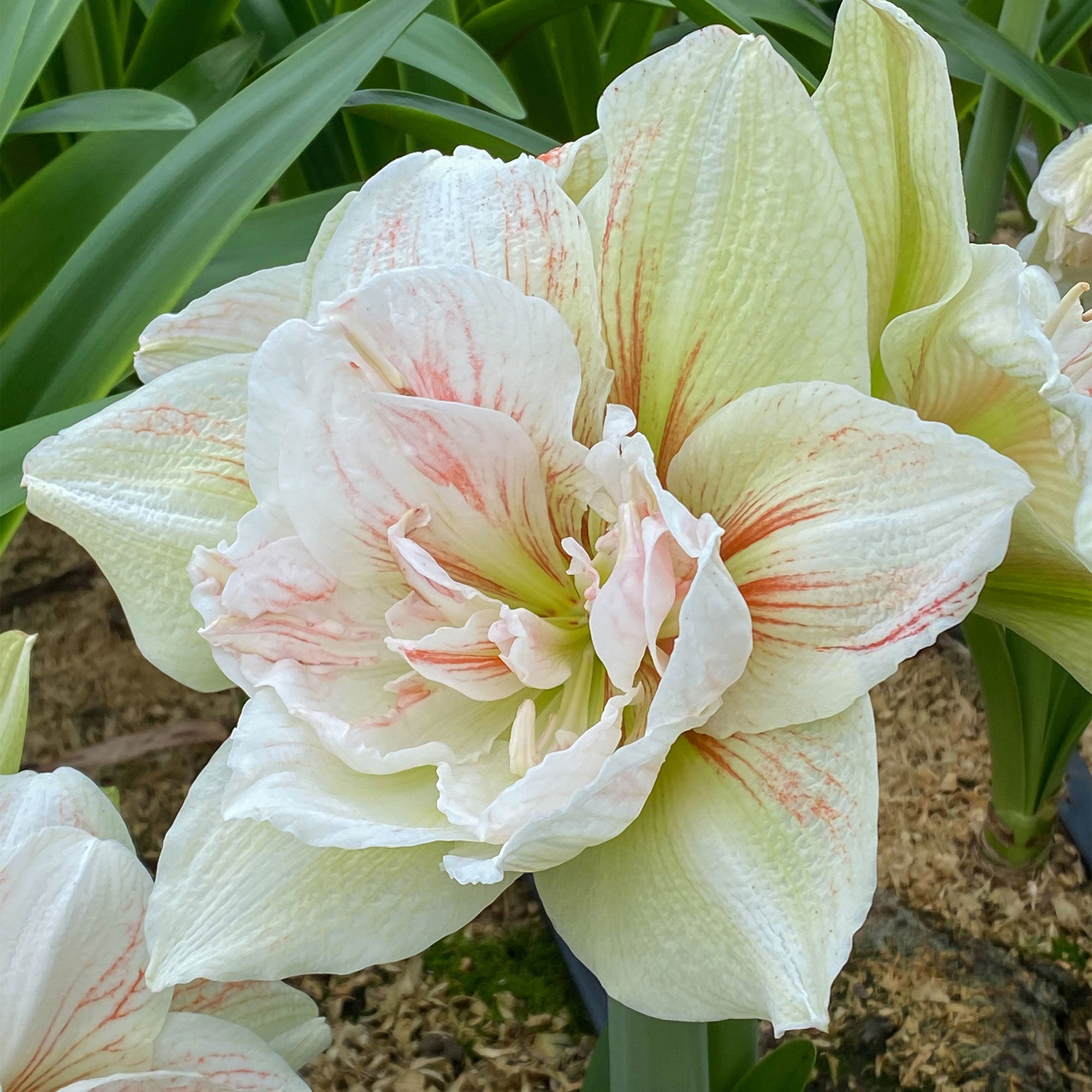 Amaryllis Hippeastrum 'Nymph' double-flowered red-white