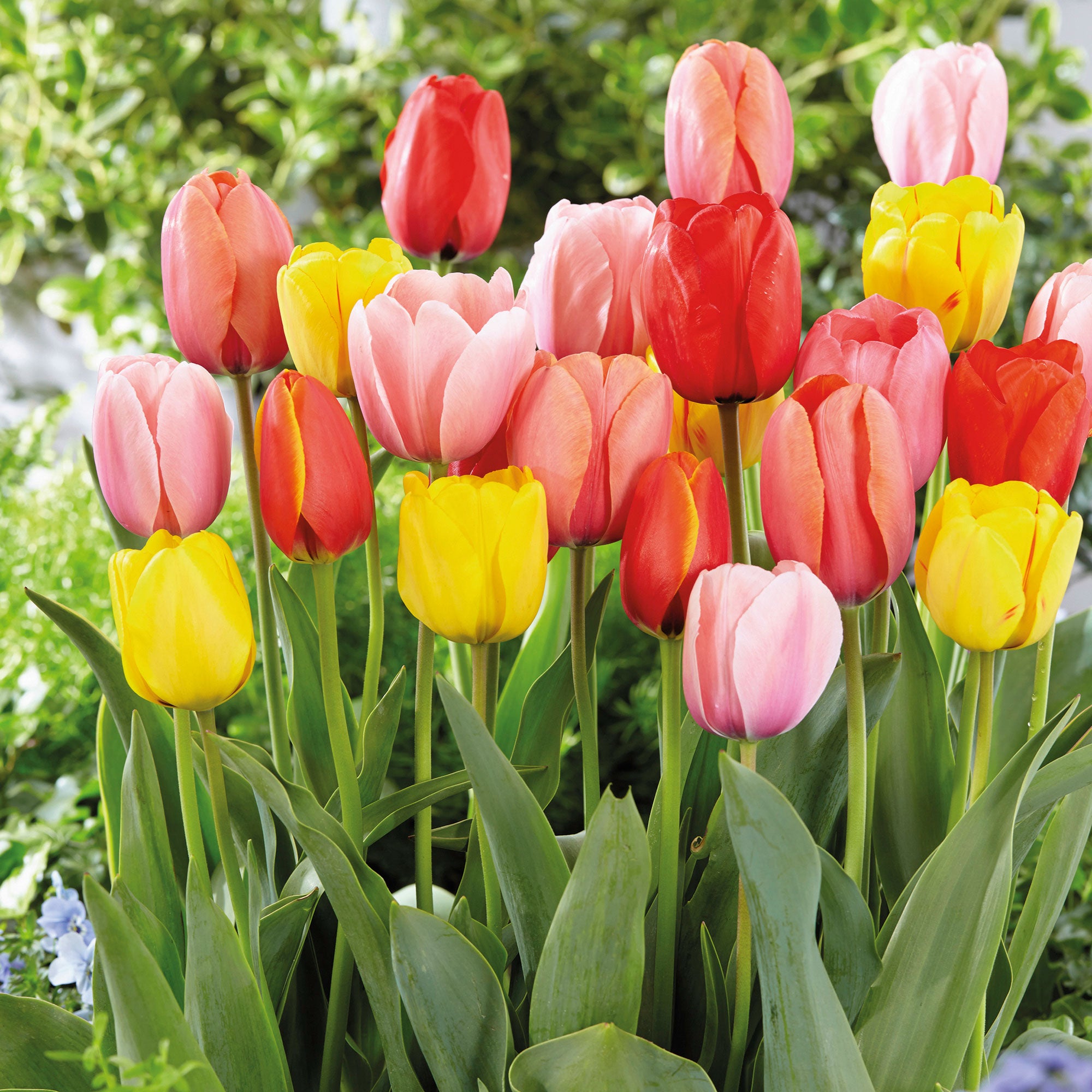 Buy 12x Tulip - Mix 'Prelude' Mix | Bakker.com