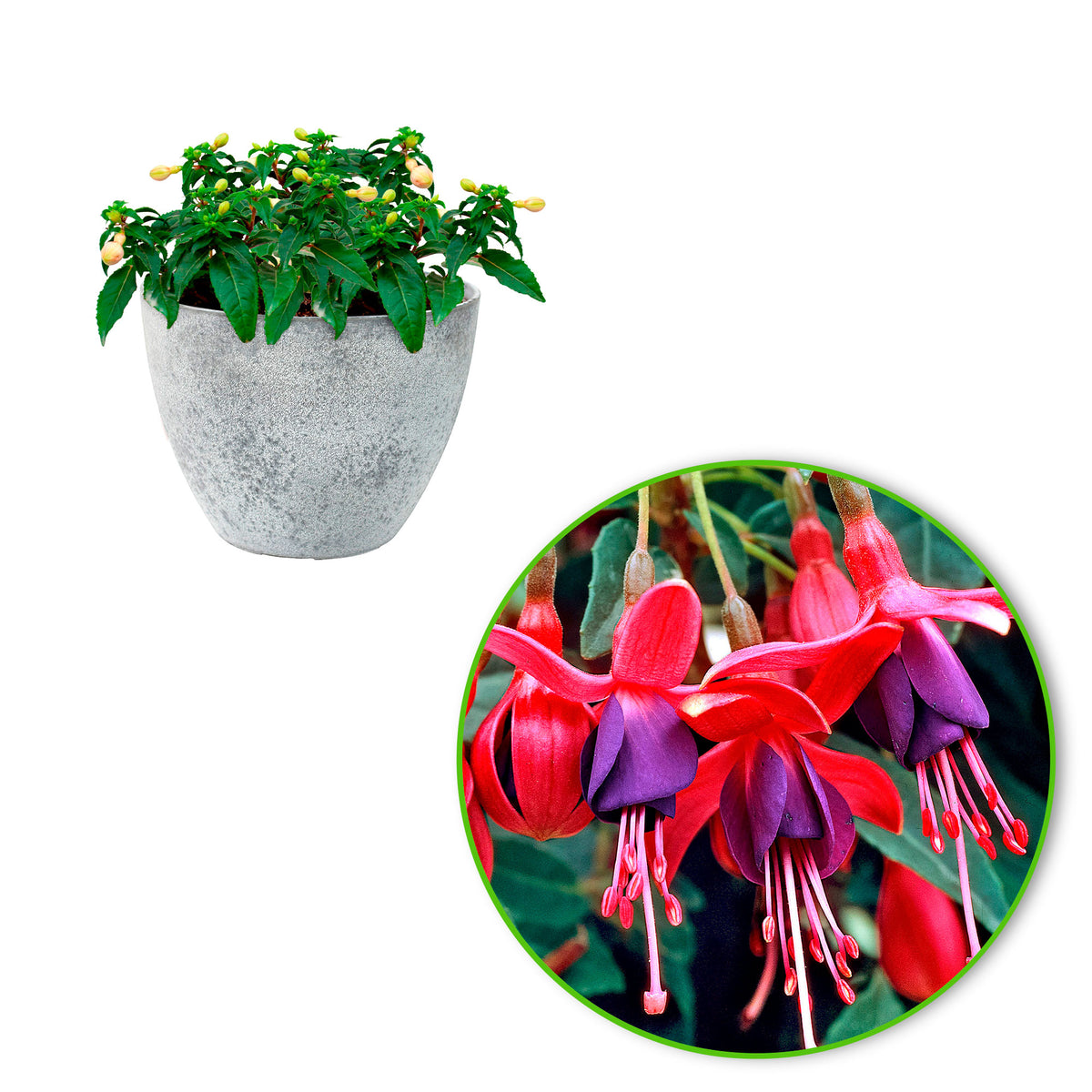 3x Fuchsia 'Lady Thumb' pink-white incl. decorative pot Grey - Hardy plant