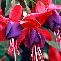 3x Double-flowered Fuchsia 'Bella Rosella' pink incl. Outdoor pot anthracite
