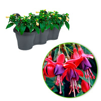 3x Double-flowered Fuchsia 'Bella Rosella' pink incl. Outdoor pot anthracite