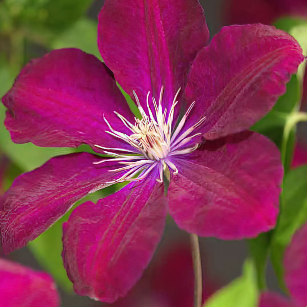 Clematis 'Rouge Cardinal' Red incl. decorative pot