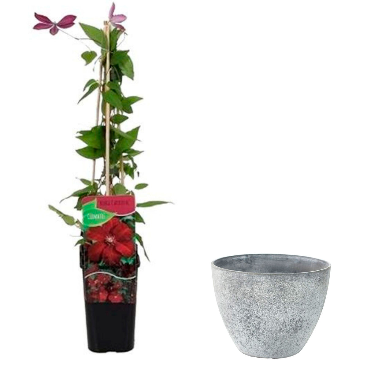 Clematis 'Rouge Cardinal' Red incl. decorative pot