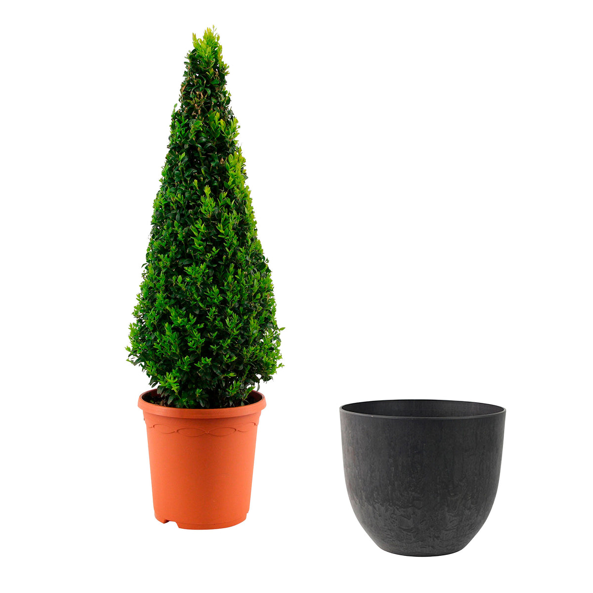Buxus sempervirens incl. decorative pot Black