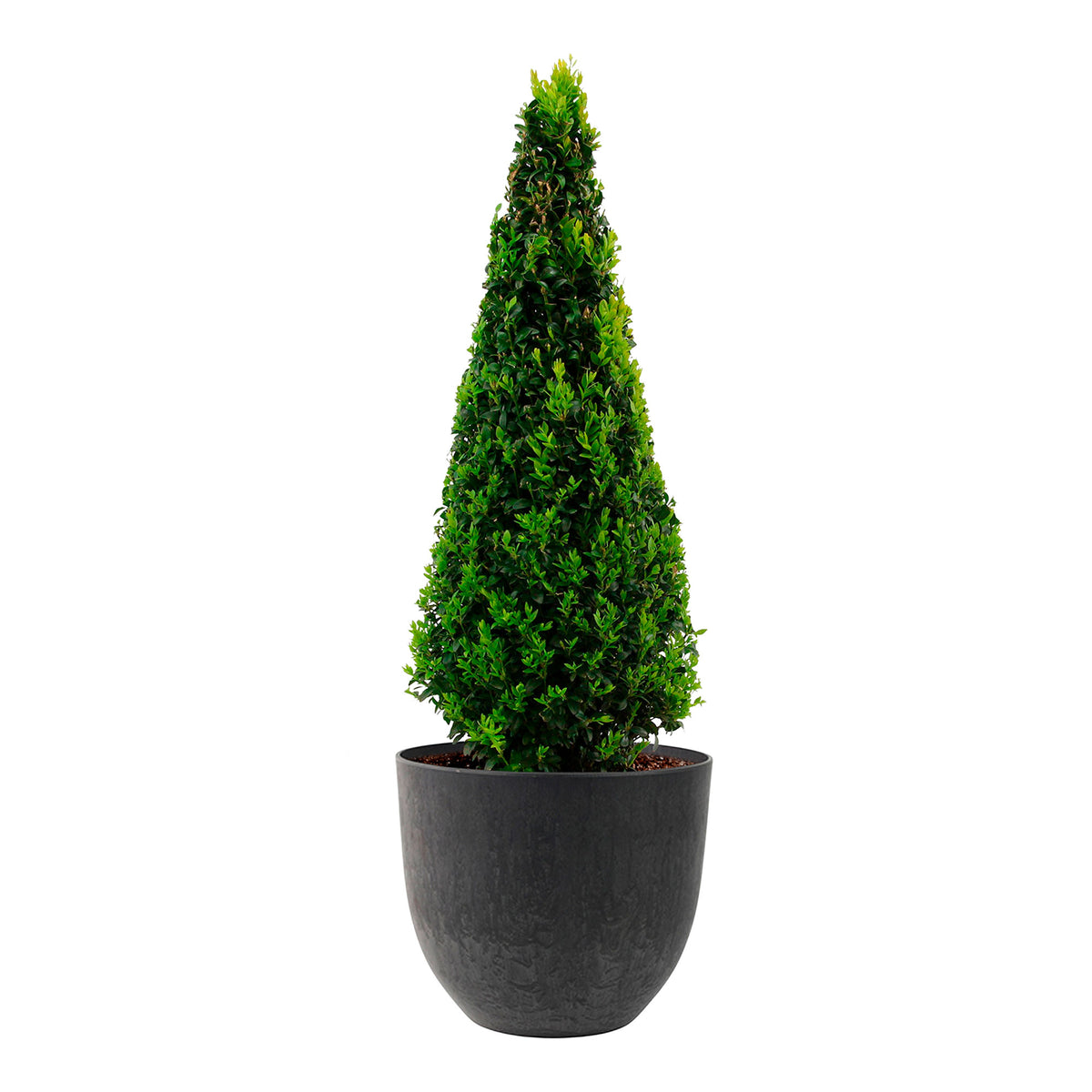Buxus sempervirens incl. decorative pot Black