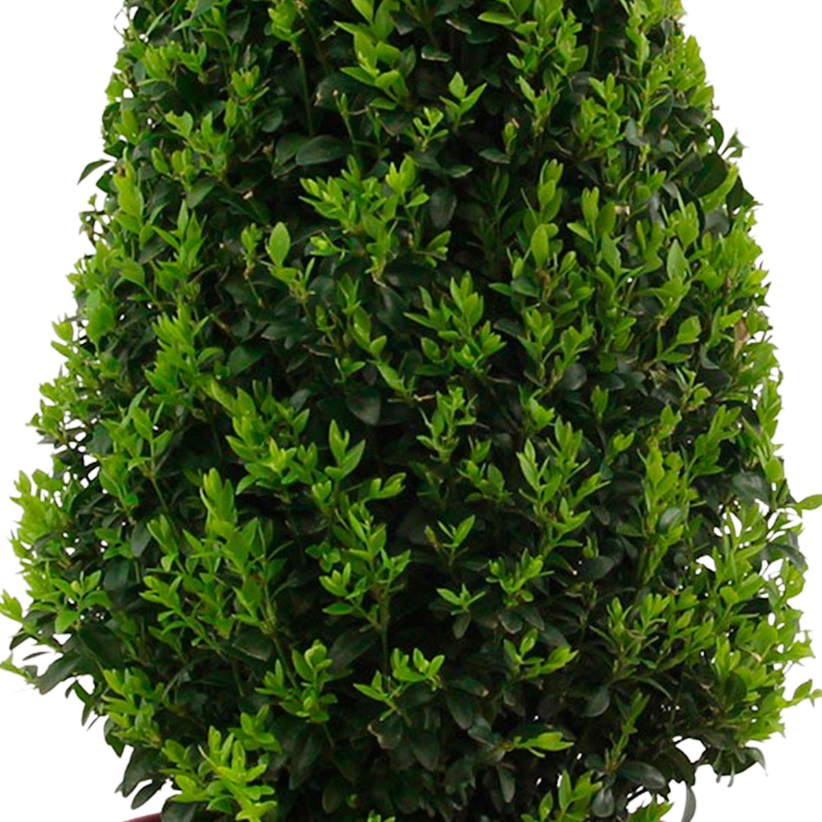 Buxus sempervirens incl. decorative pot Black