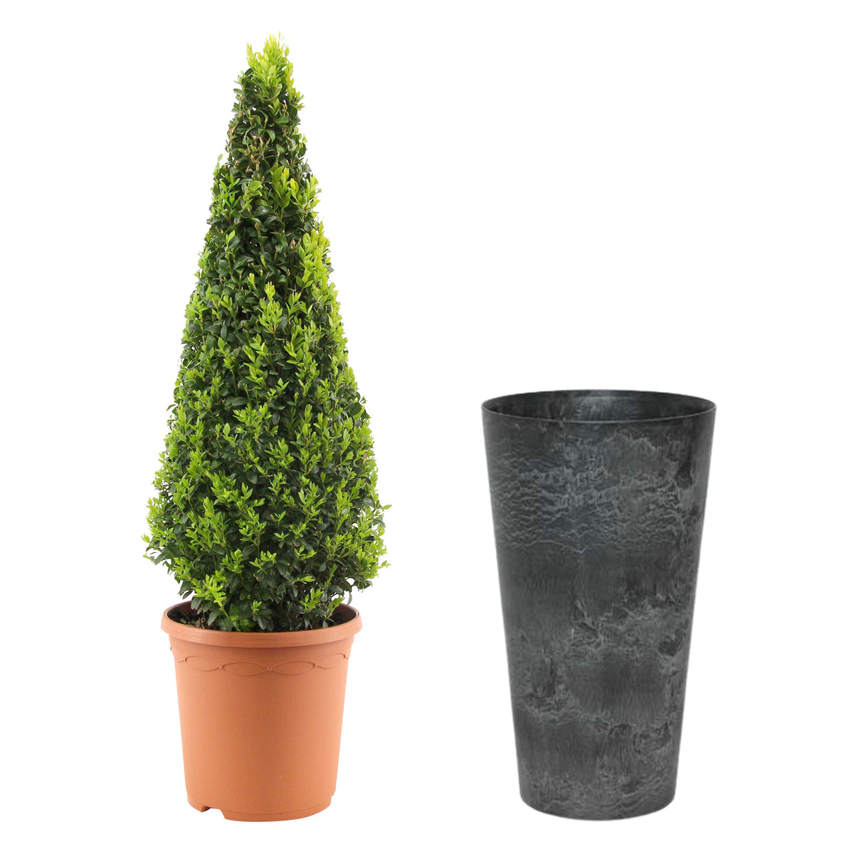 Buxus sempervirens incl. decorative pot Black