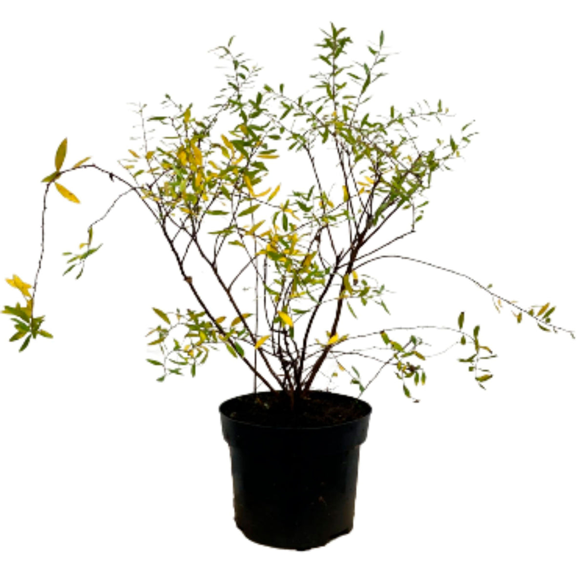 Grefsheim Spiraea cinerea 'Grefsheim' - Hardy plant White