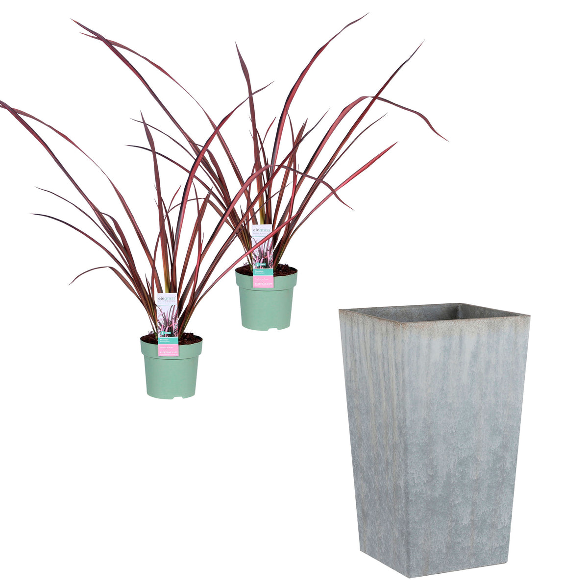 2x Phormium 'Pink Flamingo' pink-green incl. decorative pot