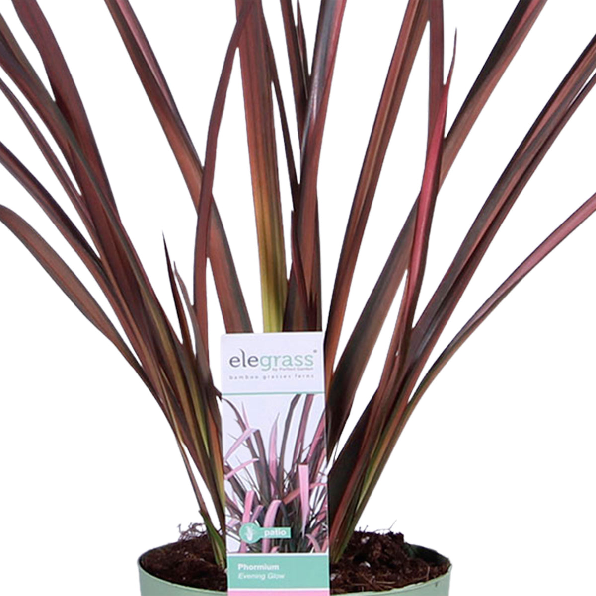 2x Phormium 'Pink Flamingo' pink-green incl. decorative pot