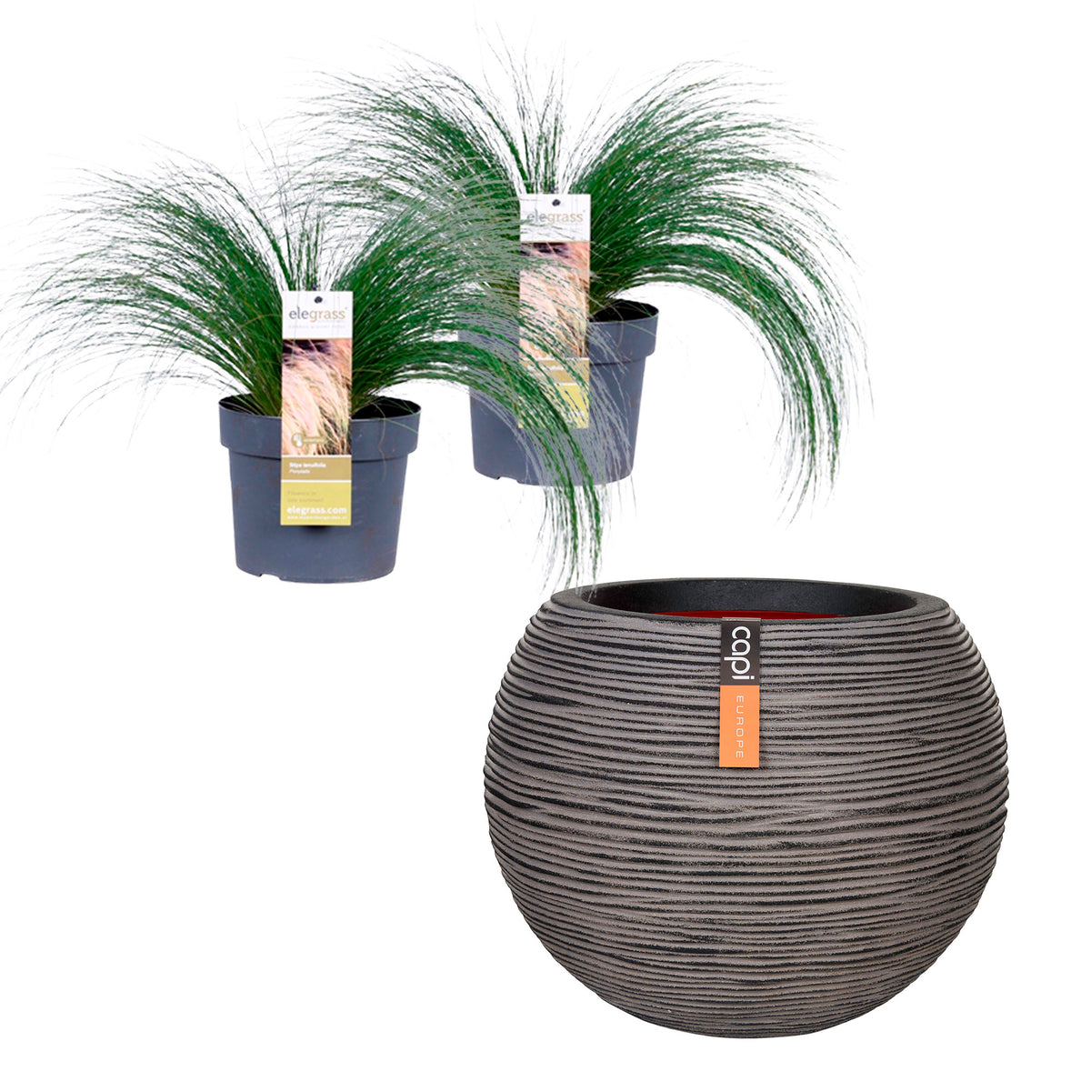 2x Stipa 'Ponytails' brown incl. decorative pot - Hardy plant