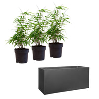 3 Bamboo Fargesia rufa incl. decorative pot black - Hardy plant
