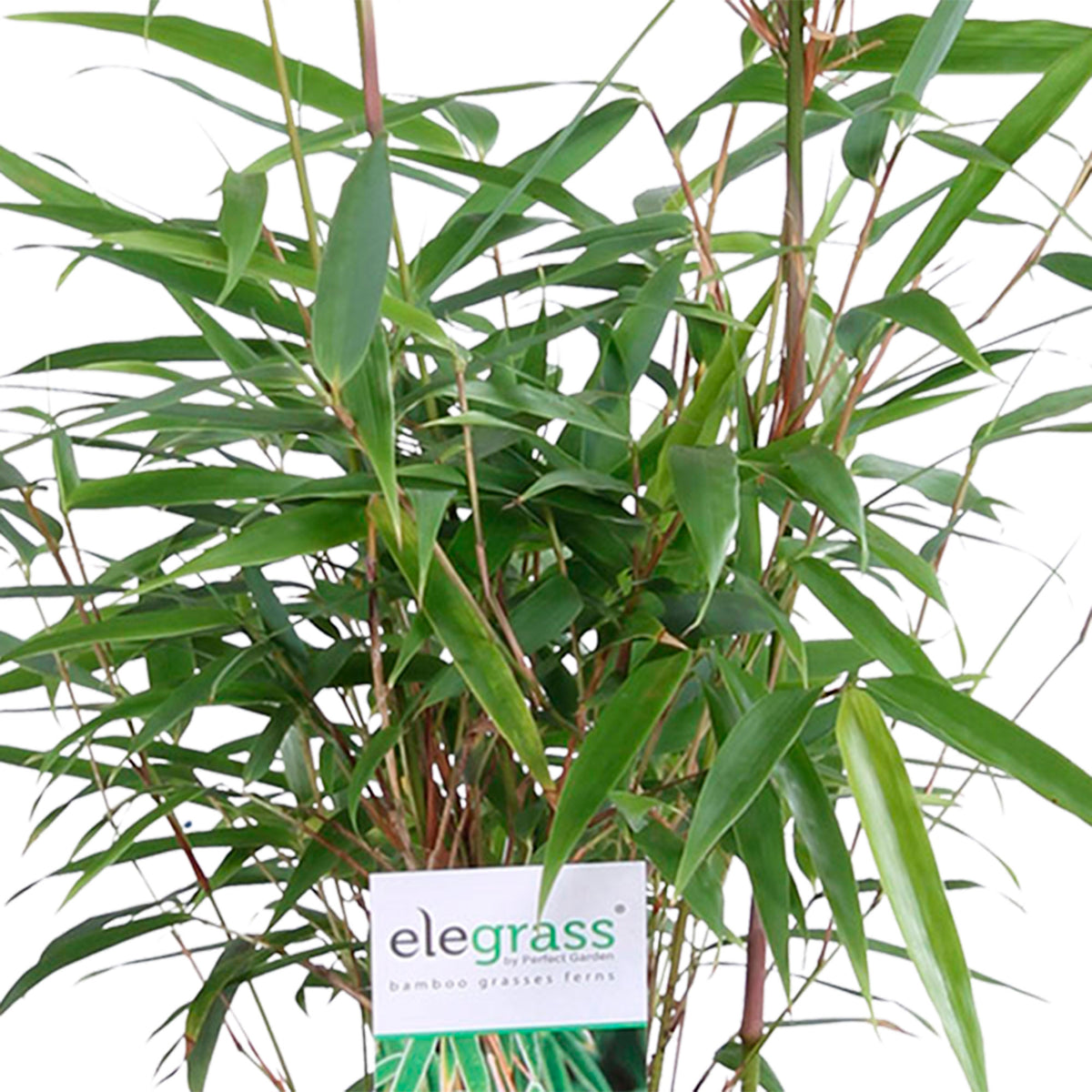 3 Bamboo Fargesia rufa incl. decorative pot black - Hardy plant