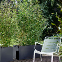 3 Bamboo Fargesia rufa incl. decorative pot black - Hardy plant