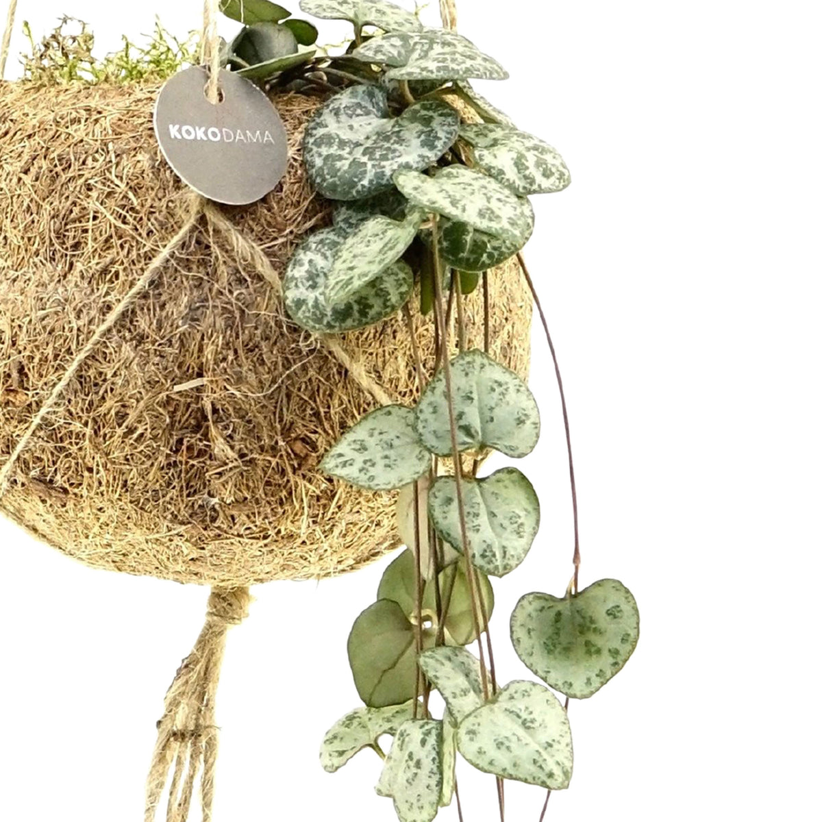 Kokodama Chain of hearts Ceropegia woodii incl. coir pot - Hanging plant