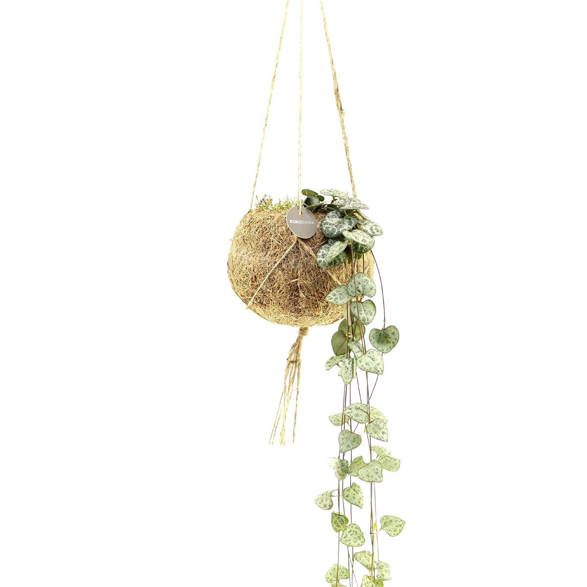 Kokodama Chain of hearts Ceropegia woodii incl. coir pot - Hanging plant