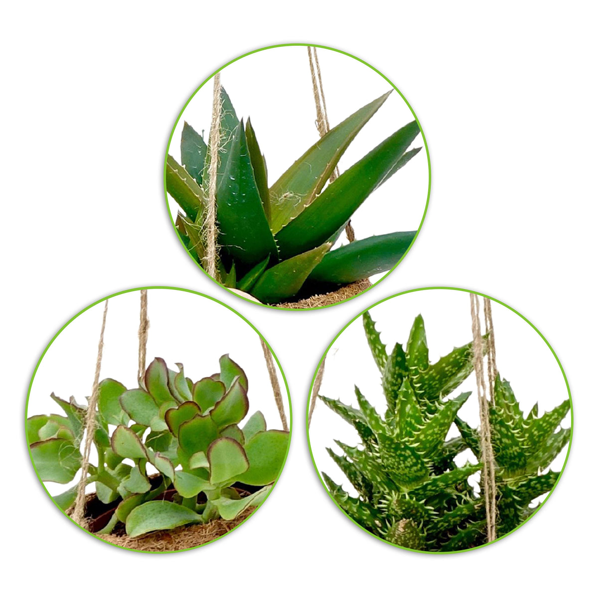 4x Kokodama succulent - Mix with coir pot