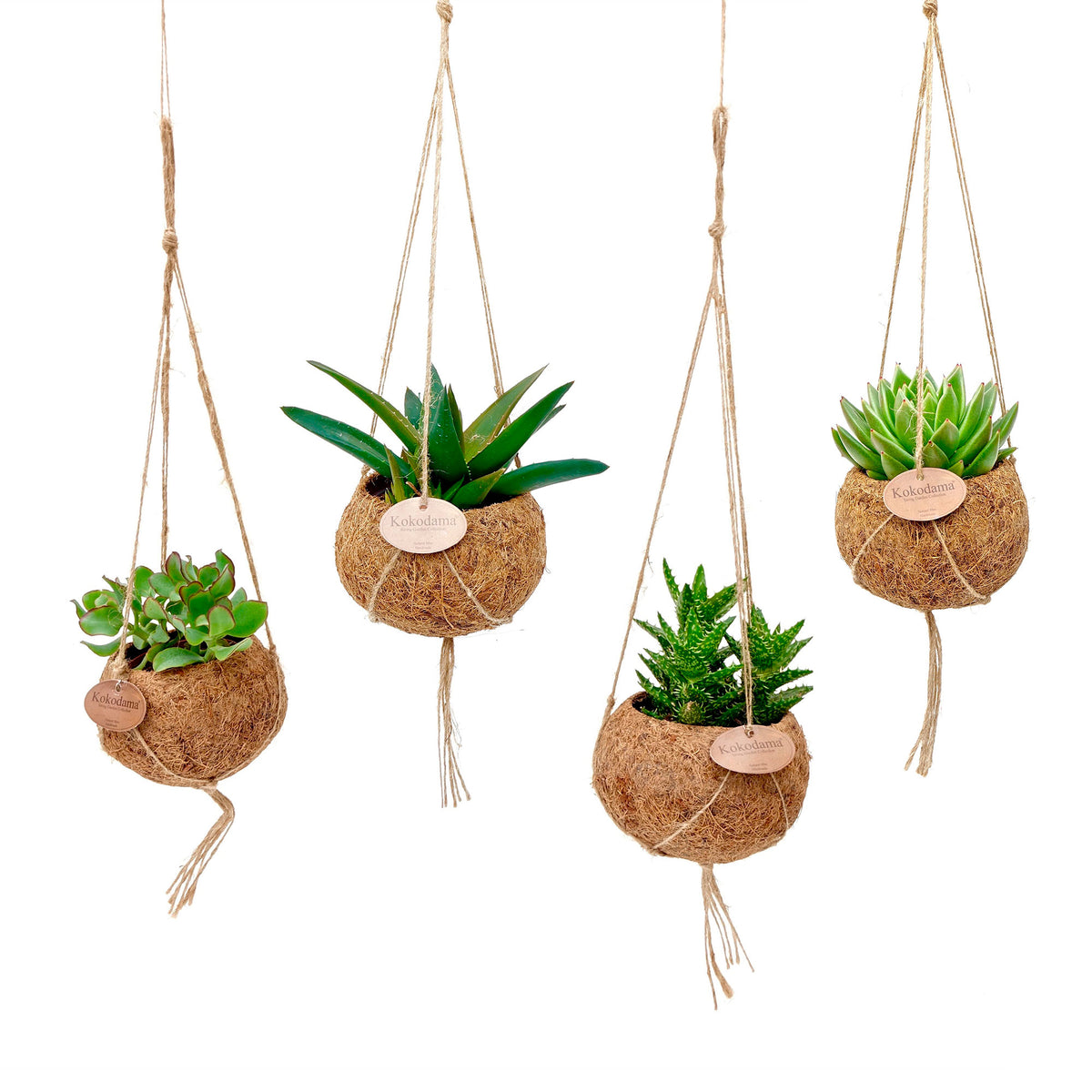 4x Kokodama succulent - Mix with coir pot