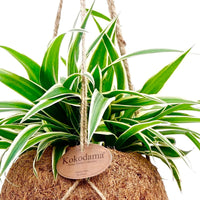 Spider plant Chlorophytum incl. Kokodama coir pot