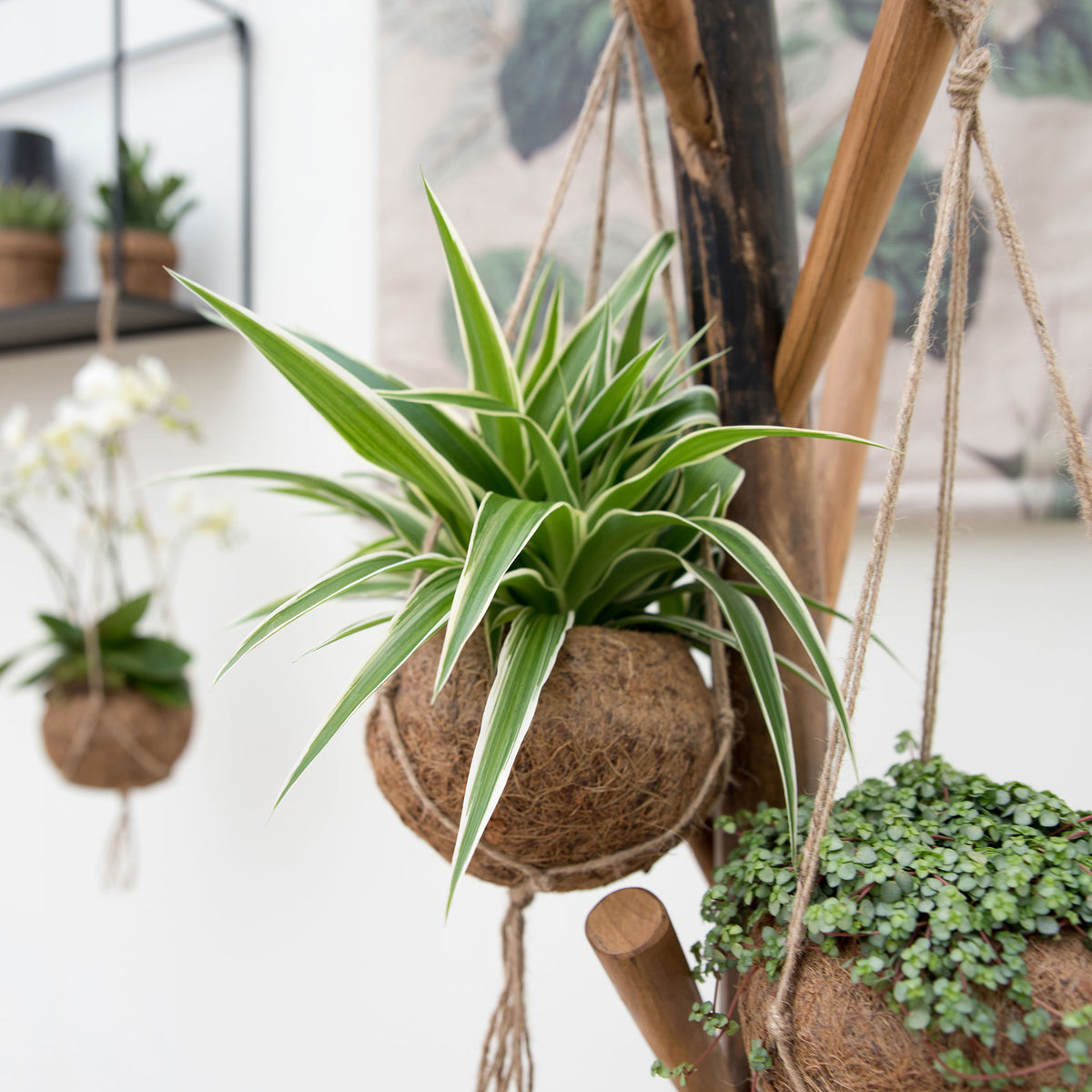 Spider plant Chlorophytum incl. Kokodama coir pot