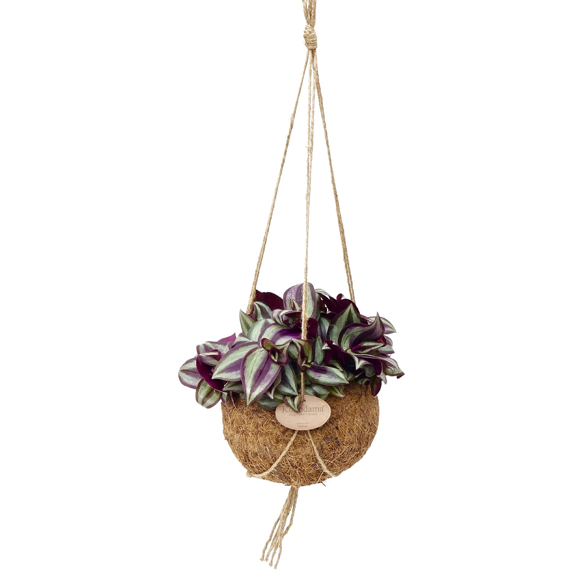 Kokodama Spiderwort Tradescantia zebrina with coir pot - Hanging plant