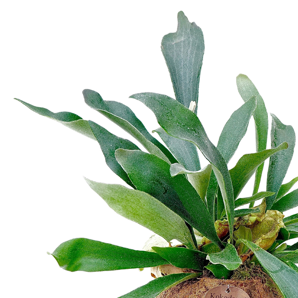 Kokodama Boston Fern Platycerium bifurcatum - Hanging plant
