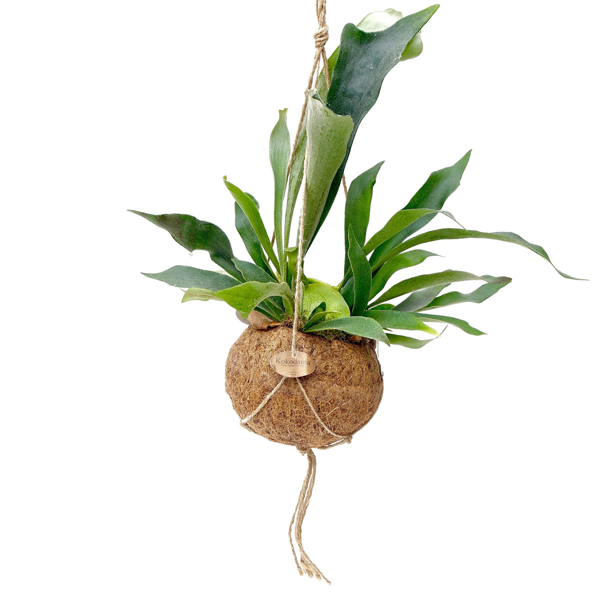 Kokodama Boston Fern Platycerium bifurcatum - Hanging plant