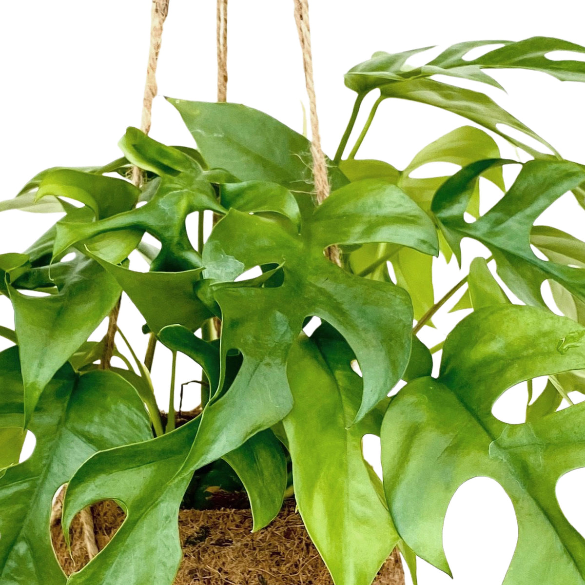 Kokodama Swiss cheese plant Monstera minima with coir pot