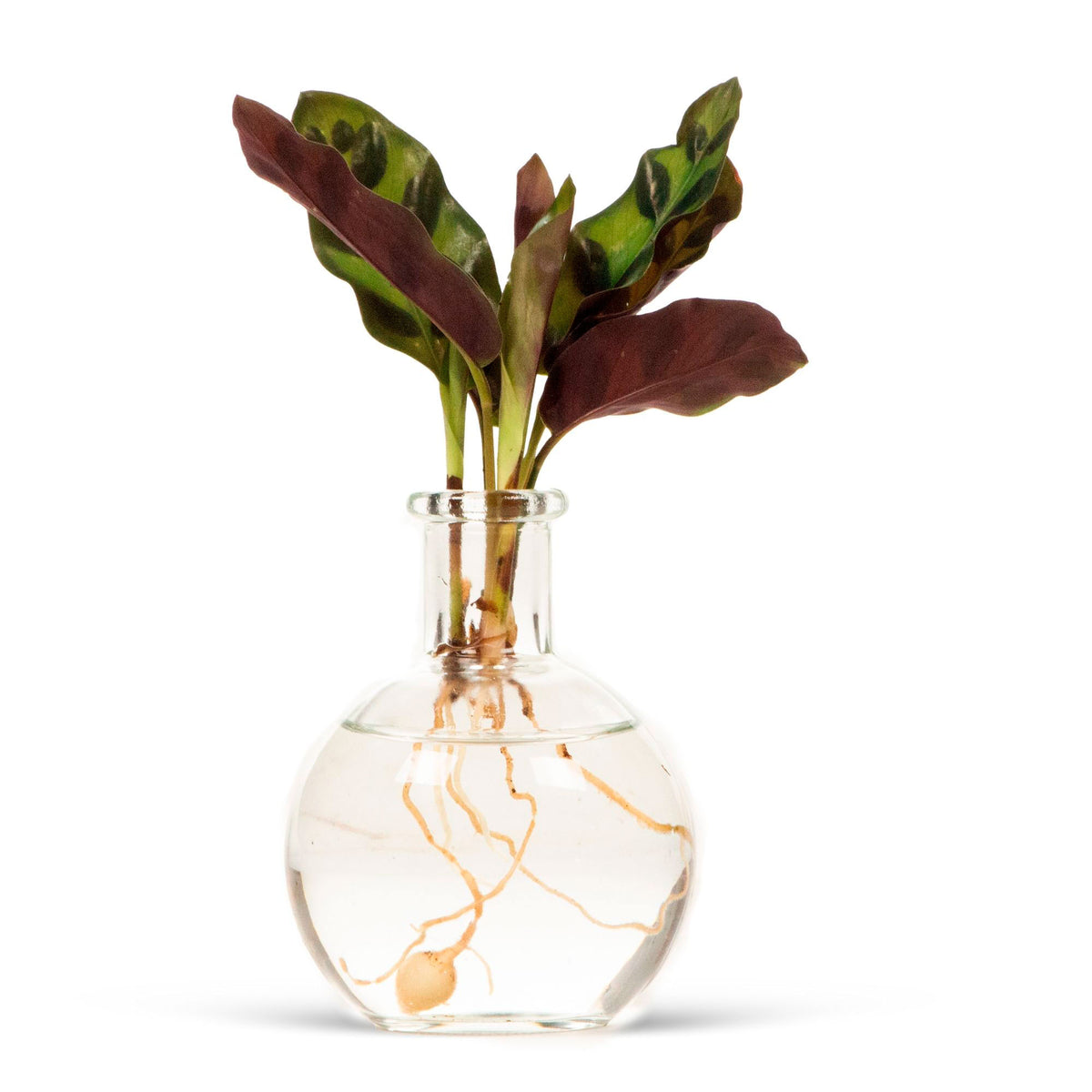 Calathea in Samoa glas - Hydrophonics