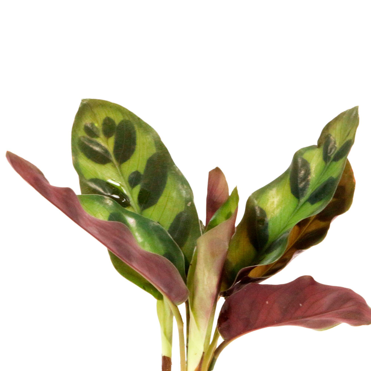 Calathea in Samoa glas - Hydrophonics
