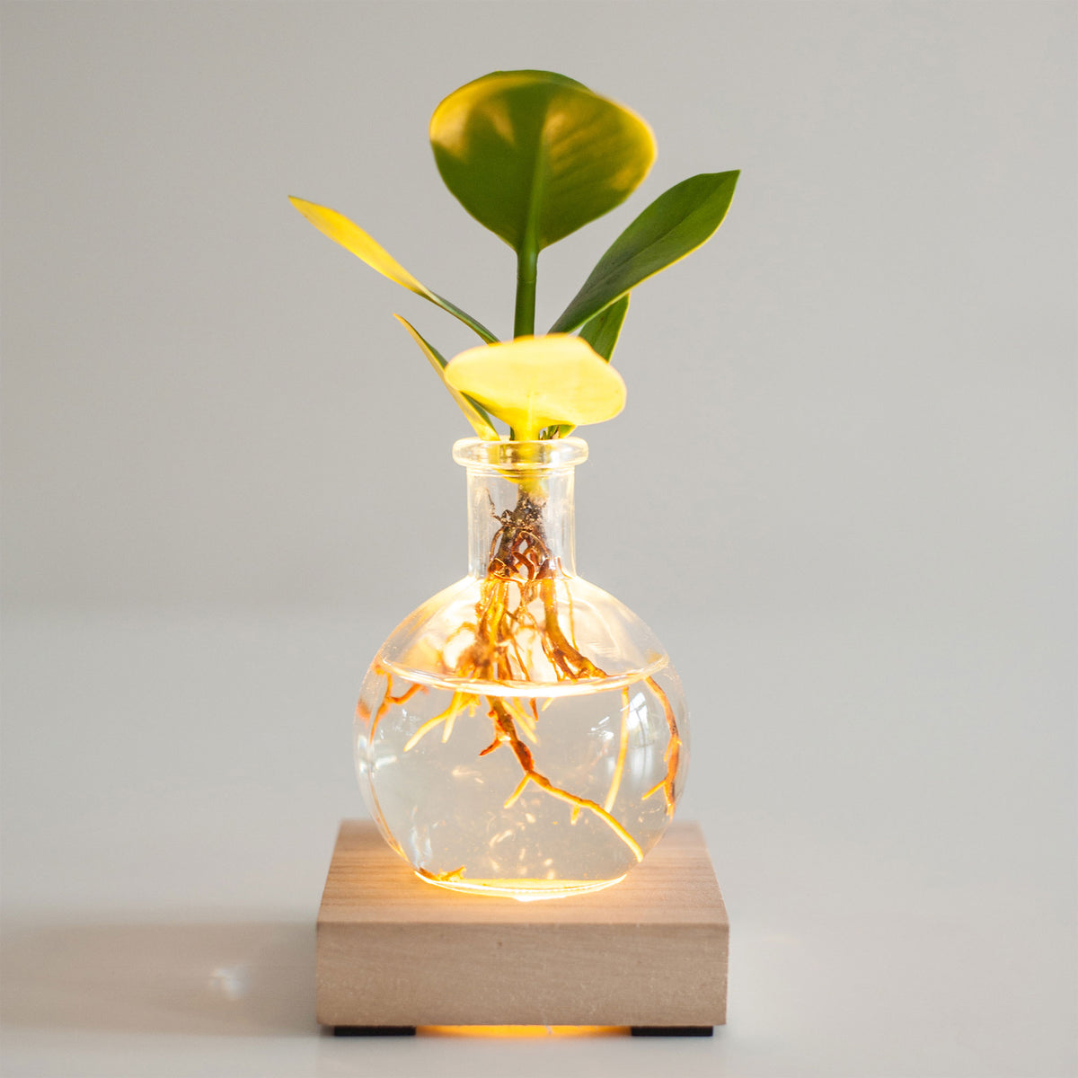 Clusia in Samoa glass with LED lighting - Hydrophonics