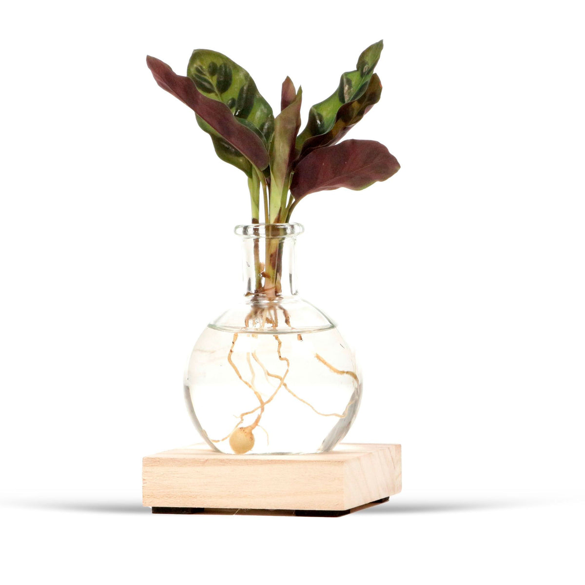 calathea in Samoa glass with LED lighting - Hydrophonics