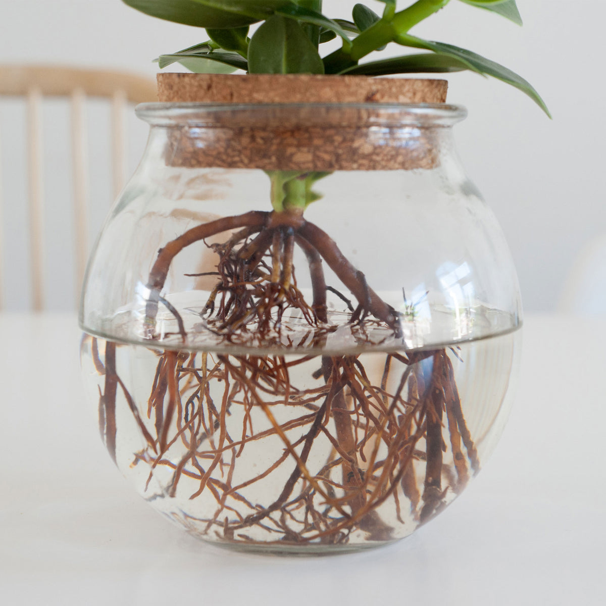 Clusia in Bulb glass - Hydrophonics