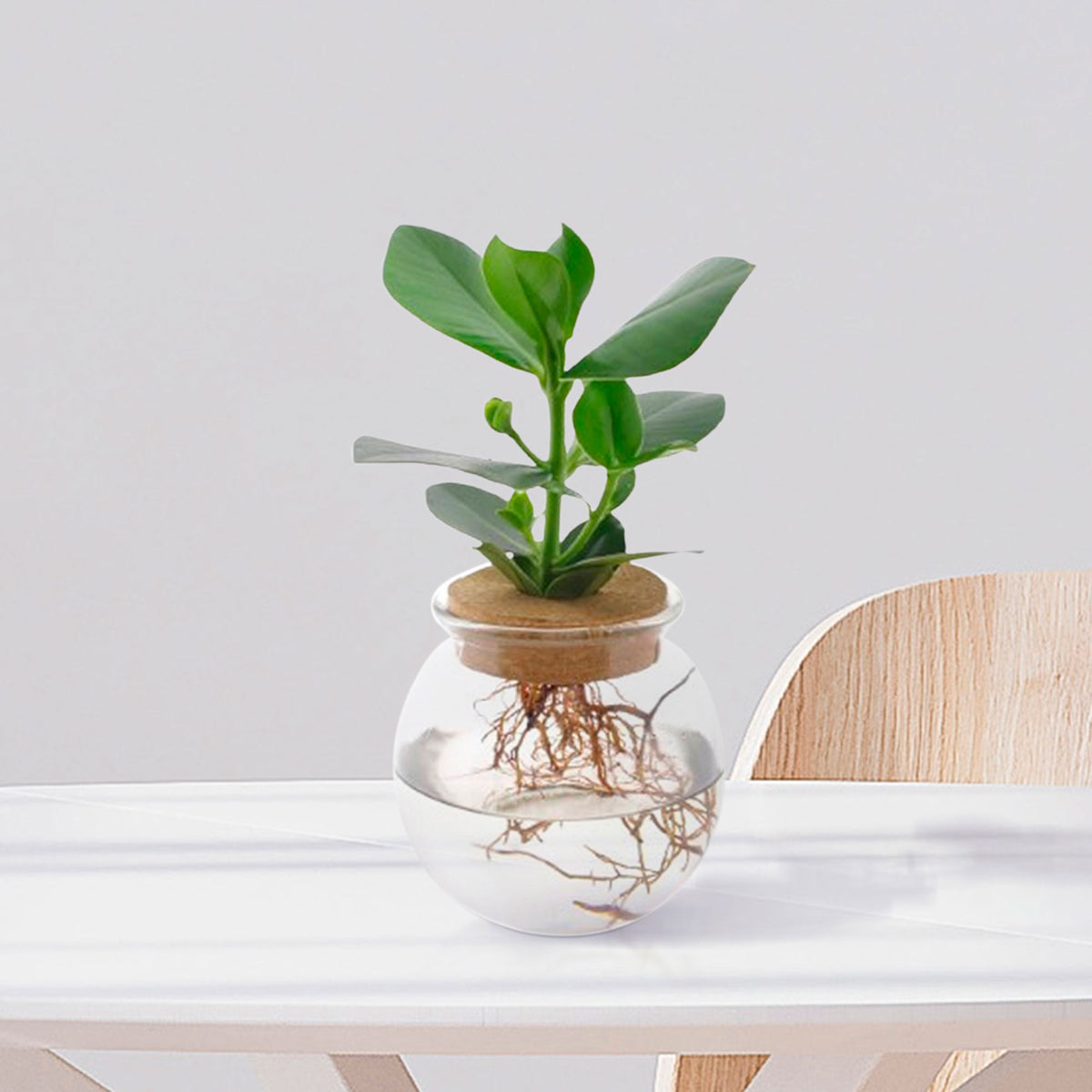 Clusia in Bulb glass - Hydrophonics