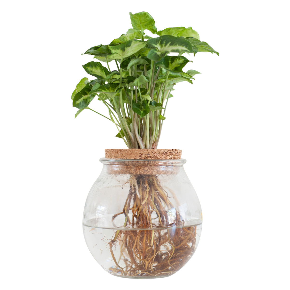 Syngonium in Bulb glass - Hydrophonics