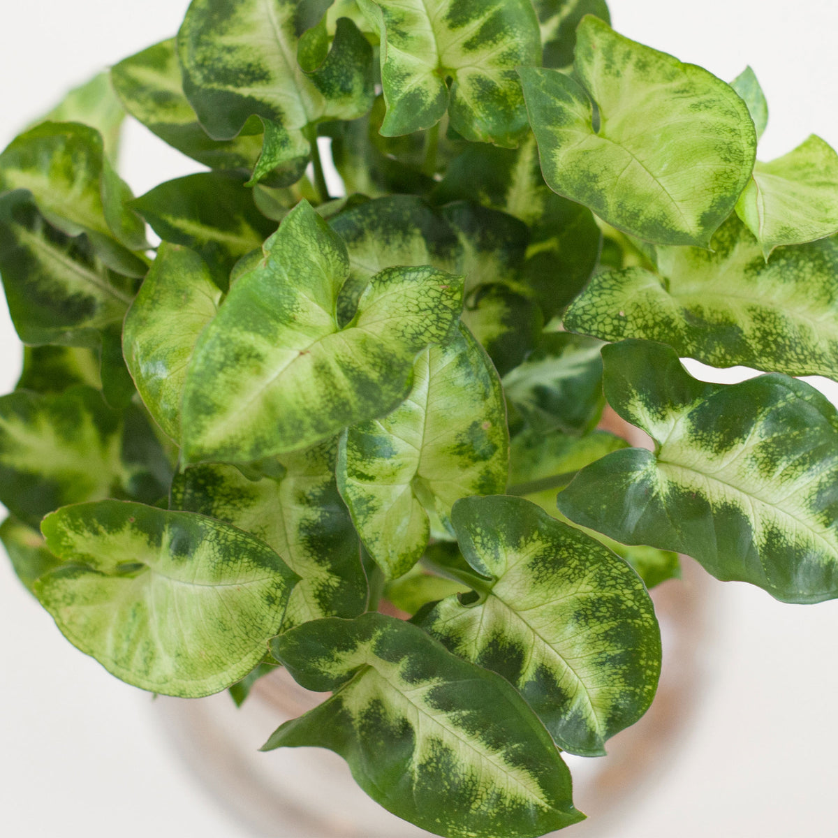 Syngonium in Bulb glass with LED lighting - Hydrophonics