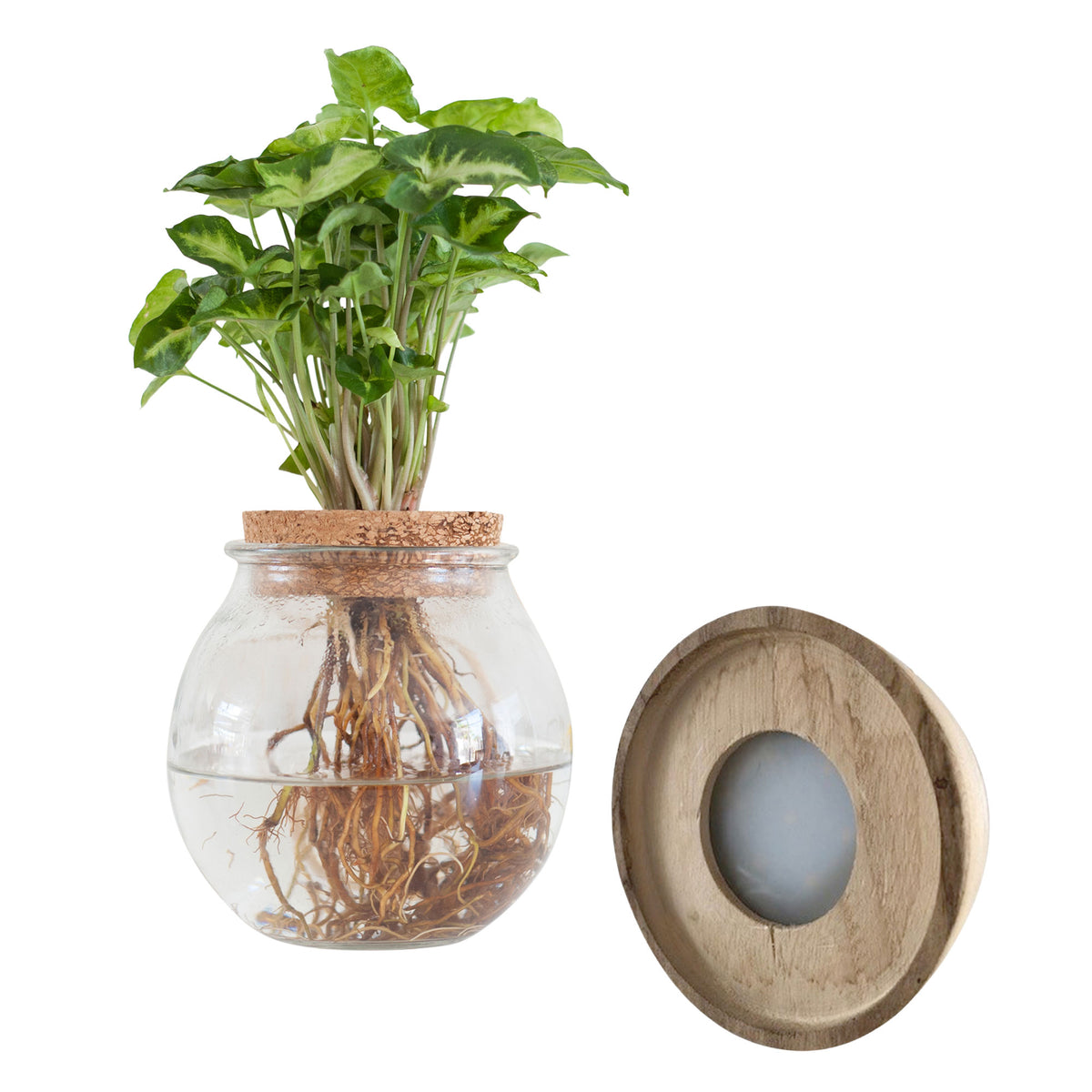Syngonium in Bulb glass with LED lighting - Hydrophonics