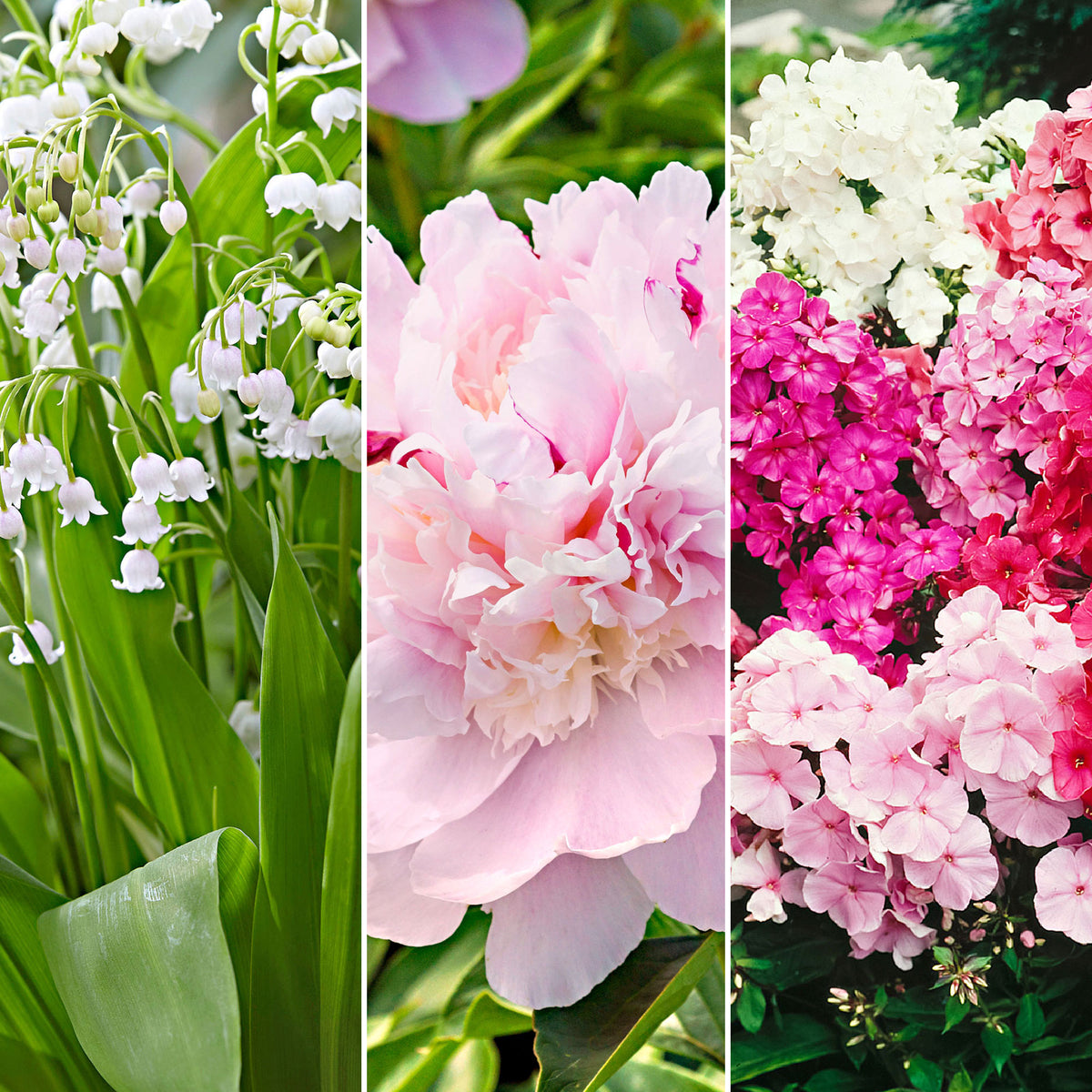 21x Perennial plants package 'Delightful Fragrances and Colours' - Hardy