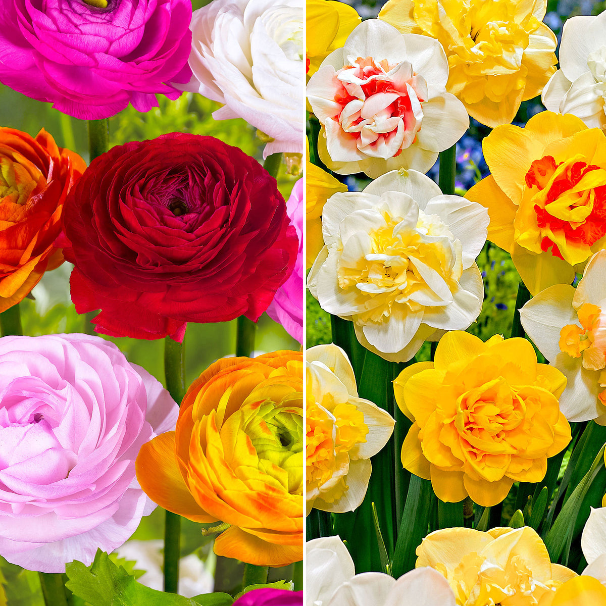 75x Persian buttercups and daffodils Mix 'Summer Party' + 'Double Flowers'