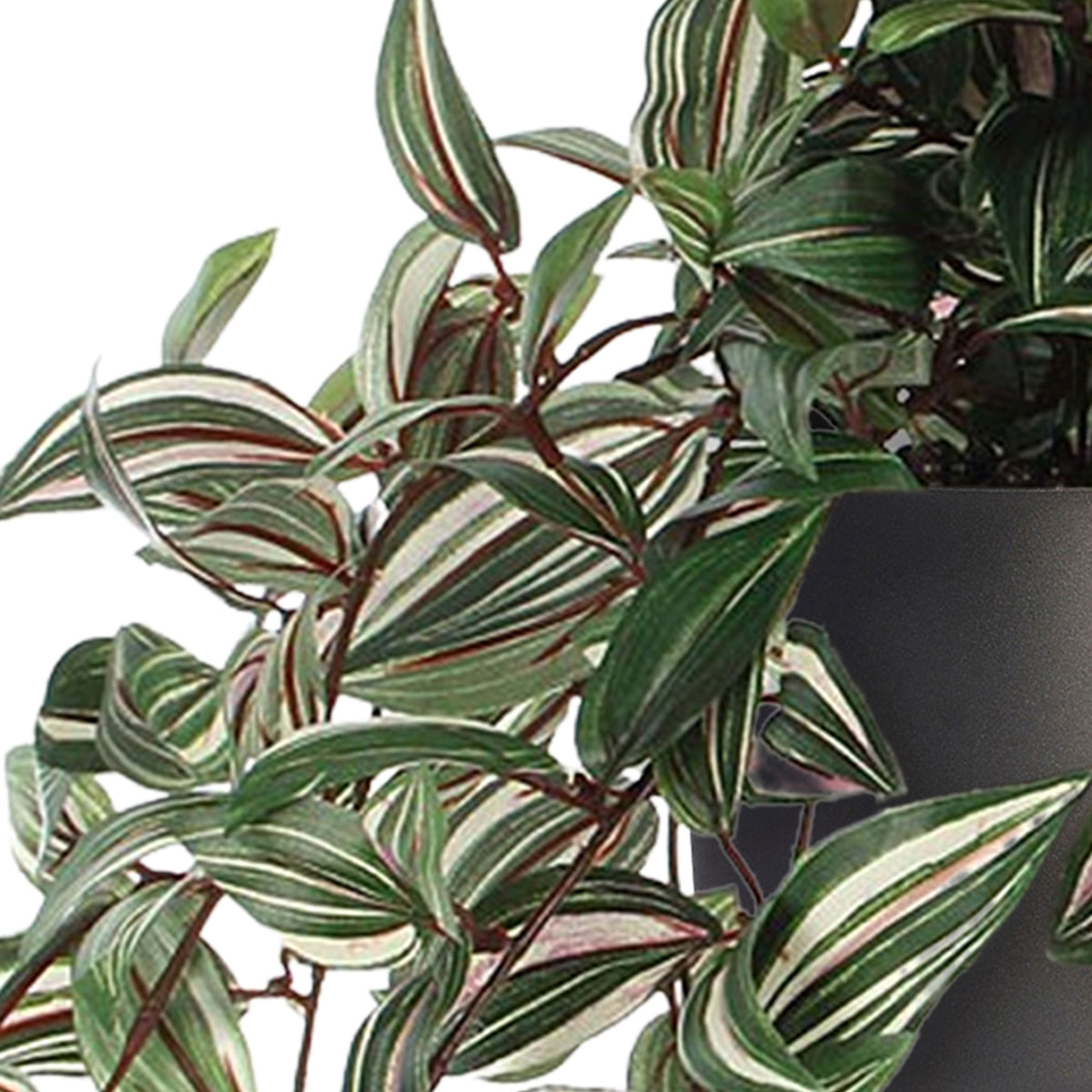 Tradescantia hanging artificial plant incl. anthracite decorative pot